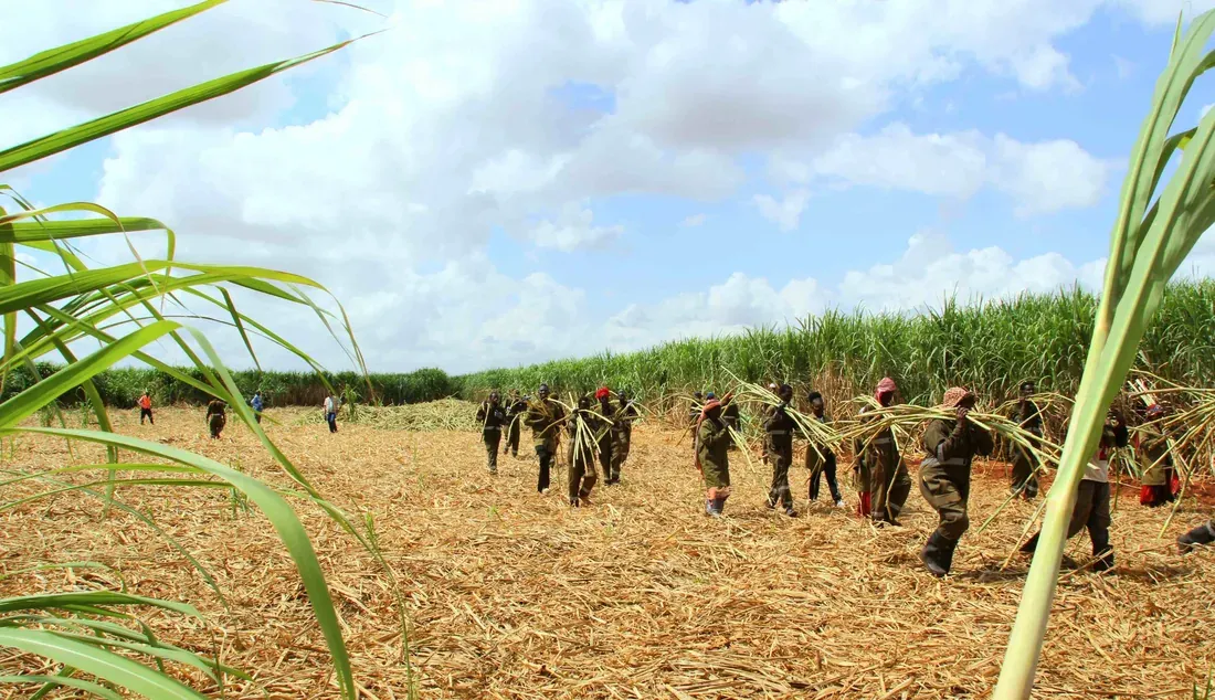 Irrigated sugarcane estate at Bura