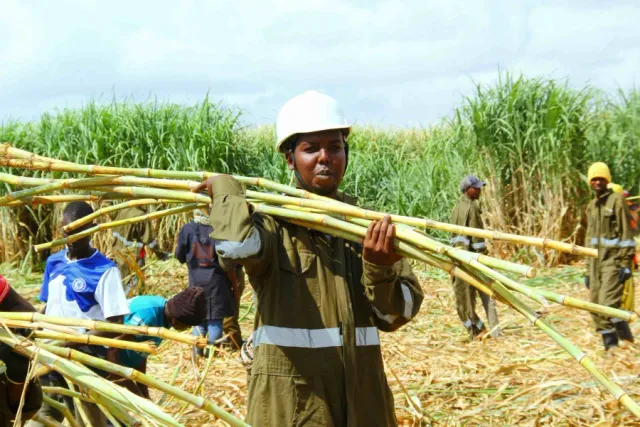 Worker carrying harvested sugarcane at the Bura estate