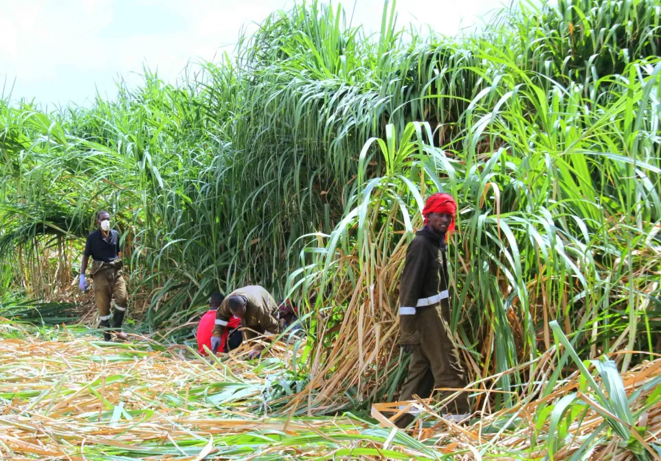 Workers harvesting sugarcane on the Bura estate
